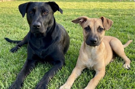 Día Mundial del Perro: Celebración y urgencia de erradicar abandono