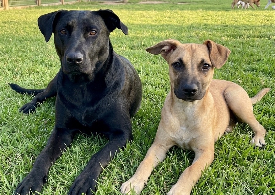 Día Mundial del Perro: Celebración y urgencia de erradicar abandono